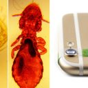 Trasformare il telefono in un microscopio con le lenti adesive Blips