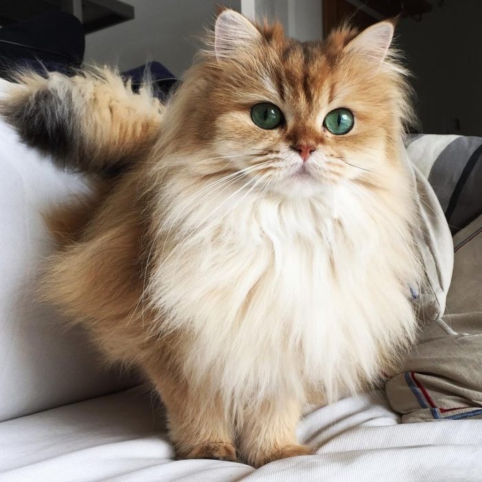 Smoothie - Foto del gatto su Instagram 3