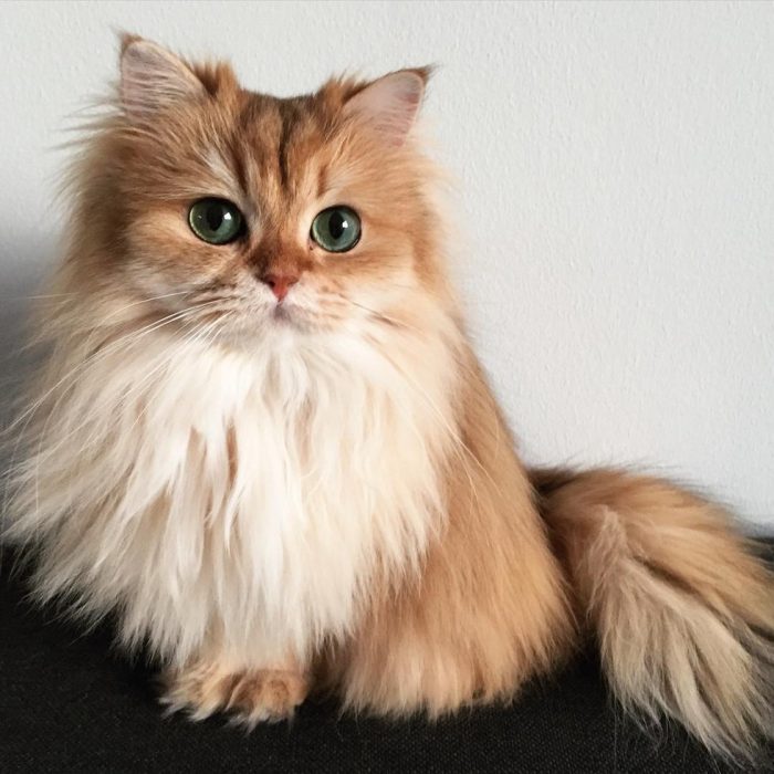 Smoothie - Foto del gatto su Instagram 4