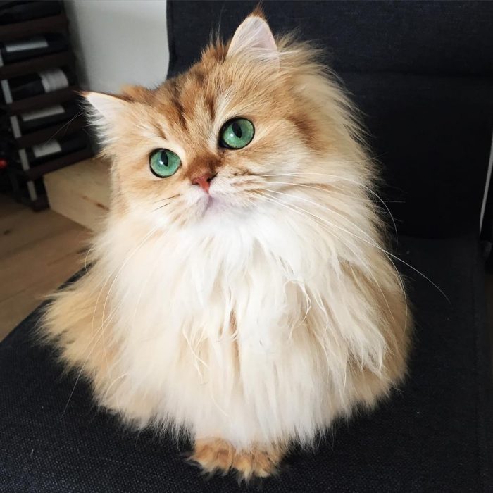 Smoothie - Foto del gatto su Instagram 6